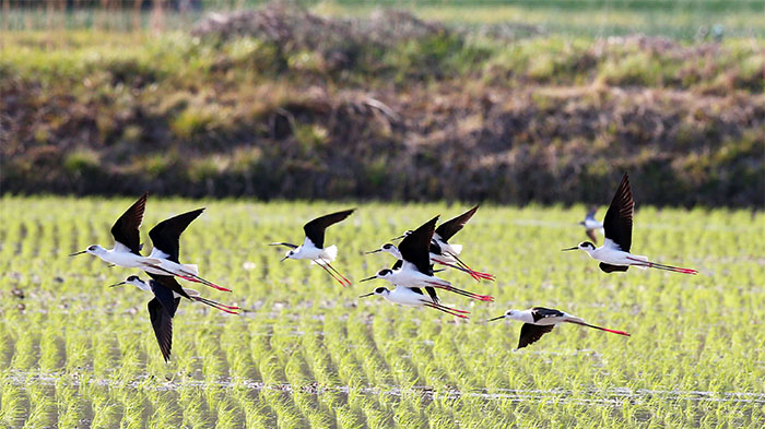 장다리물떼새들이 24일 경상남도 함양군 지곡면의 한 논습지 위를 날아다니고 있다.
